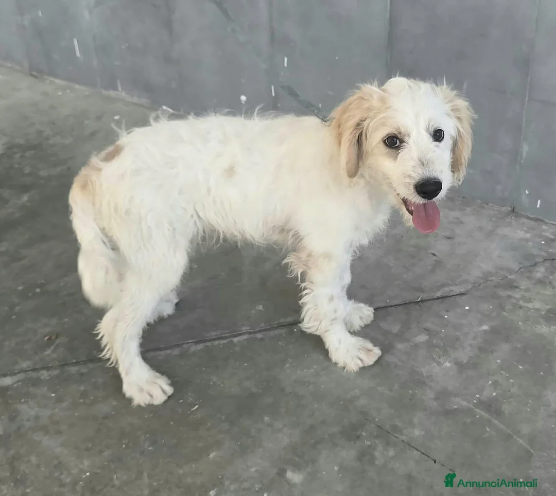 Meticcio cani in regalo: Oliver, 4 mesi, futuri 15/18 chili  - Annuncio 2