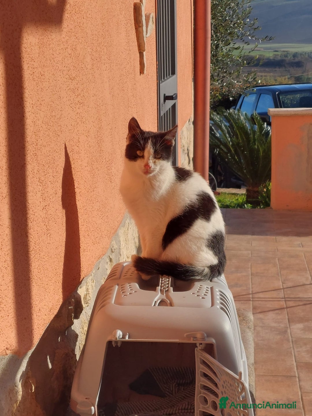 Europeo gatti in regalo: Gattina dolcissima 4 mesi - Annuncio 1