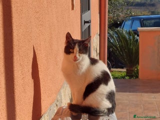 Europeo gatti Gattina dolcissima 4 mesi - Annuncio 3