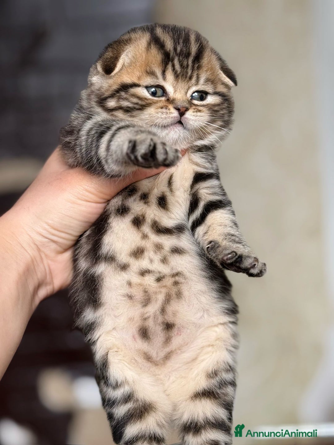 Scottish gatti in vendita: Scottish Fold e Straight  - Annuncio 9