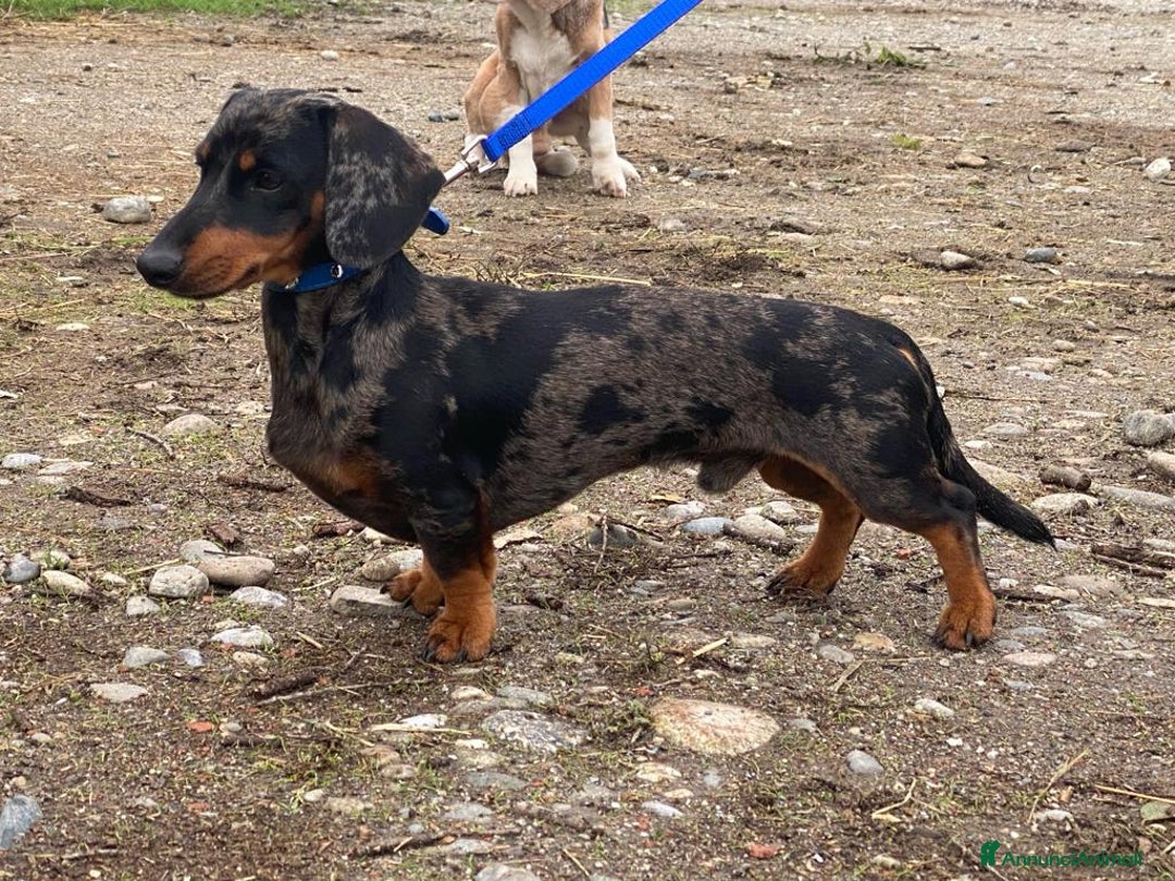 Bassotto cani in vendita: Bassotto nano a Provincia di Monza e della Brianza - Immagine 2