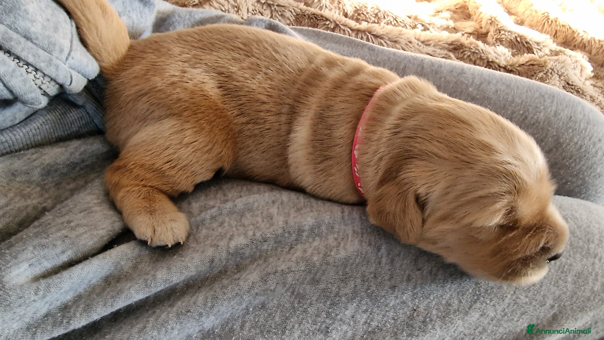 Golden Retriever cani 3 Cucciole femmina golden retriever - Annuncio 3