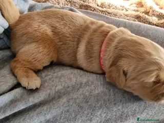 Golden Retriever cani 3 Cucciole femmina golden retriever - Annuncio 1