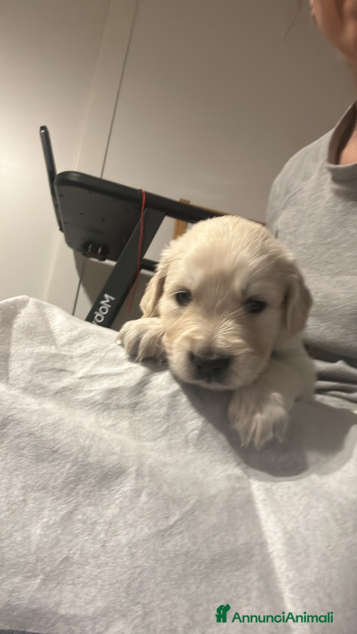 Golden Retriever cani I cuccioli di Dea e Axel - Annuncio 2