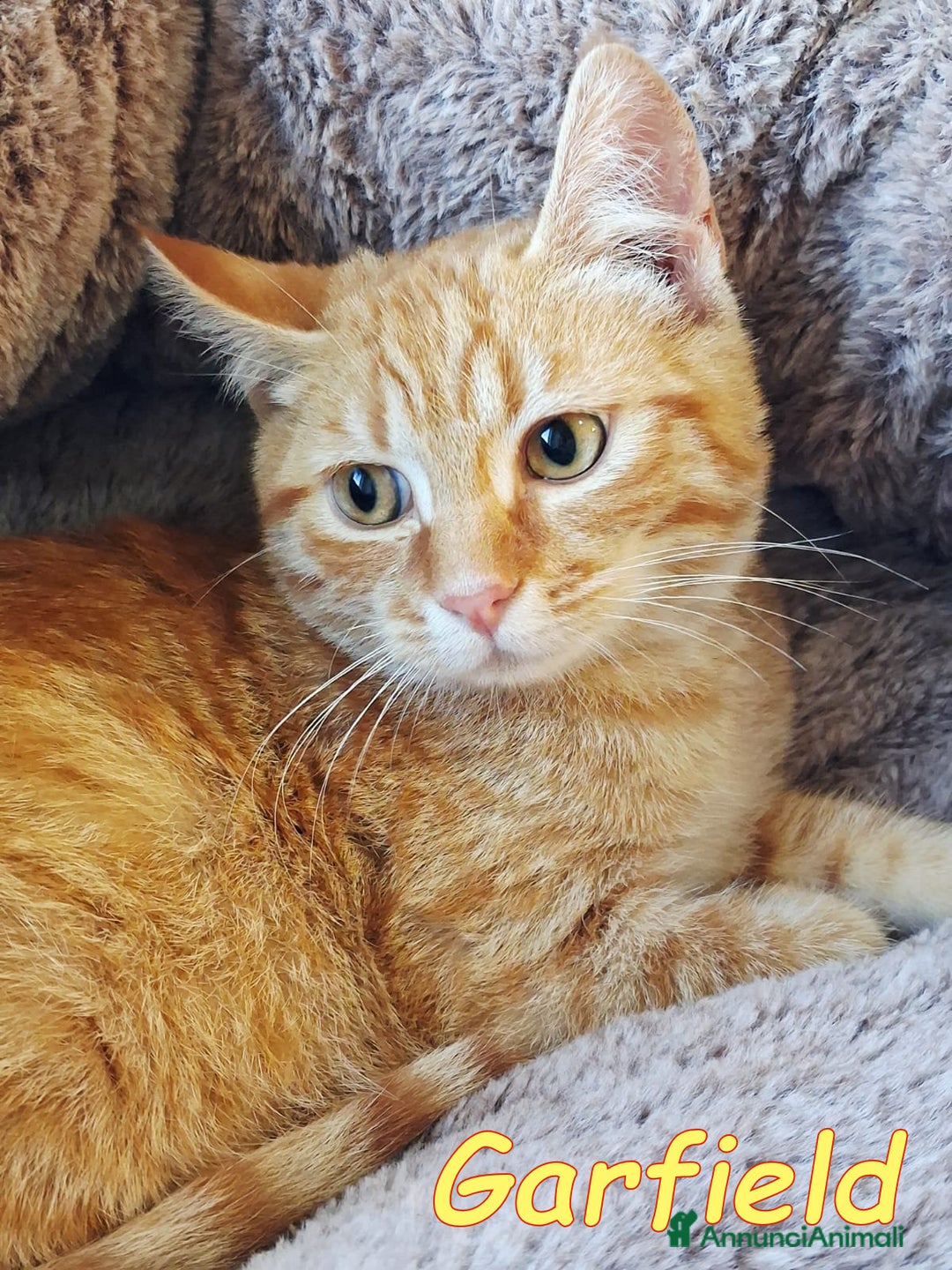 Europeo gatti in regalo: Mi chiamo 🧡#Garfield, - Annuncio 1