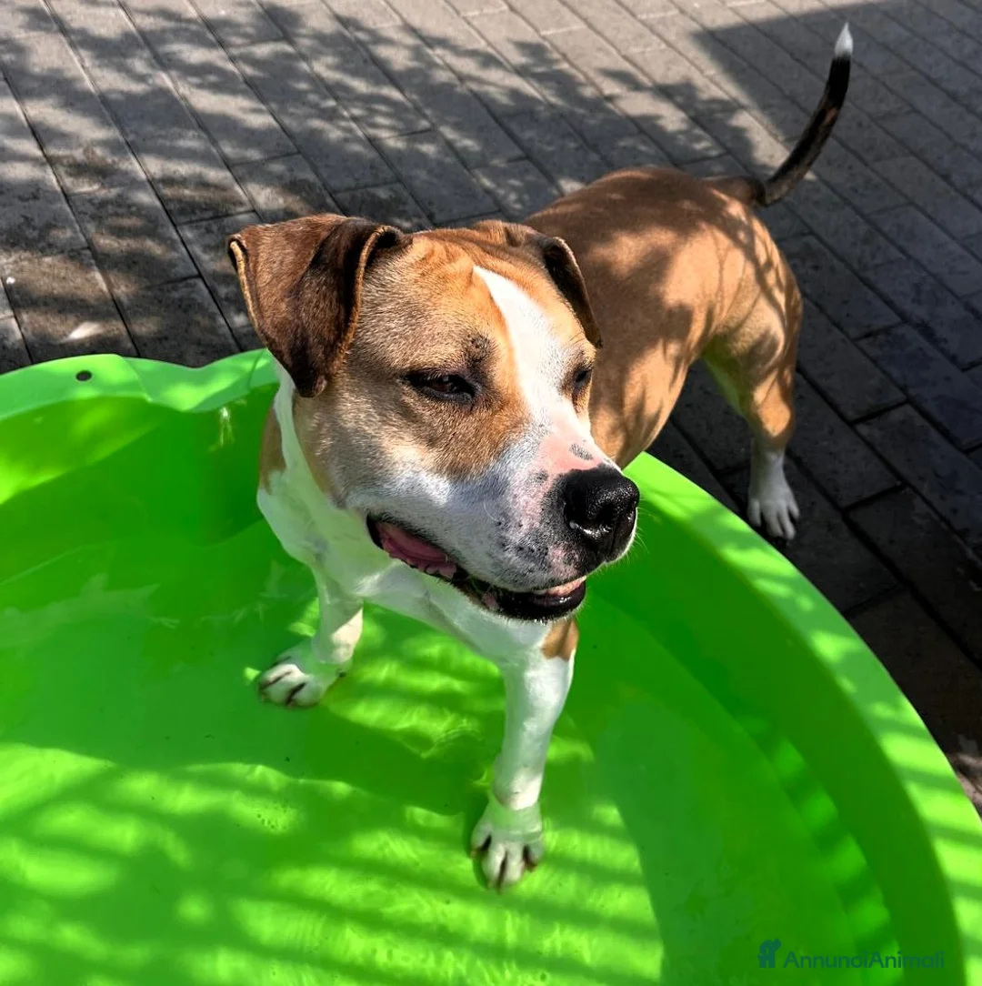 Meticcio cani in regalo: GOLD AMSTAFF - Annuncio 2