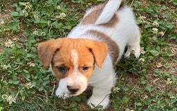 Jack Russell cani in vendita: Jack Russell pelo ruvido due mesi maschio a Città metropolitana di Milano - Immagine 13