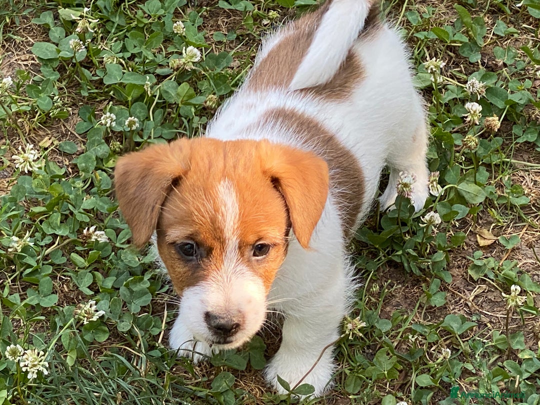 Jack Russell cani in vendita: Jack Russell pelo ruvido due mesi maschio a Città metropolitana di Milano - Immagine 13