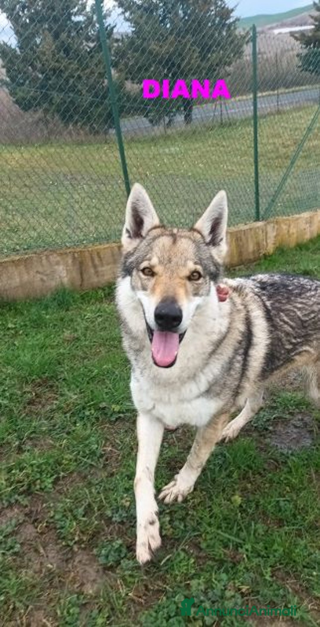 Lupo Cecoslovacco cani in regalo: DIANA splendida lupo cecosl. x esperti! - Annuncio 4