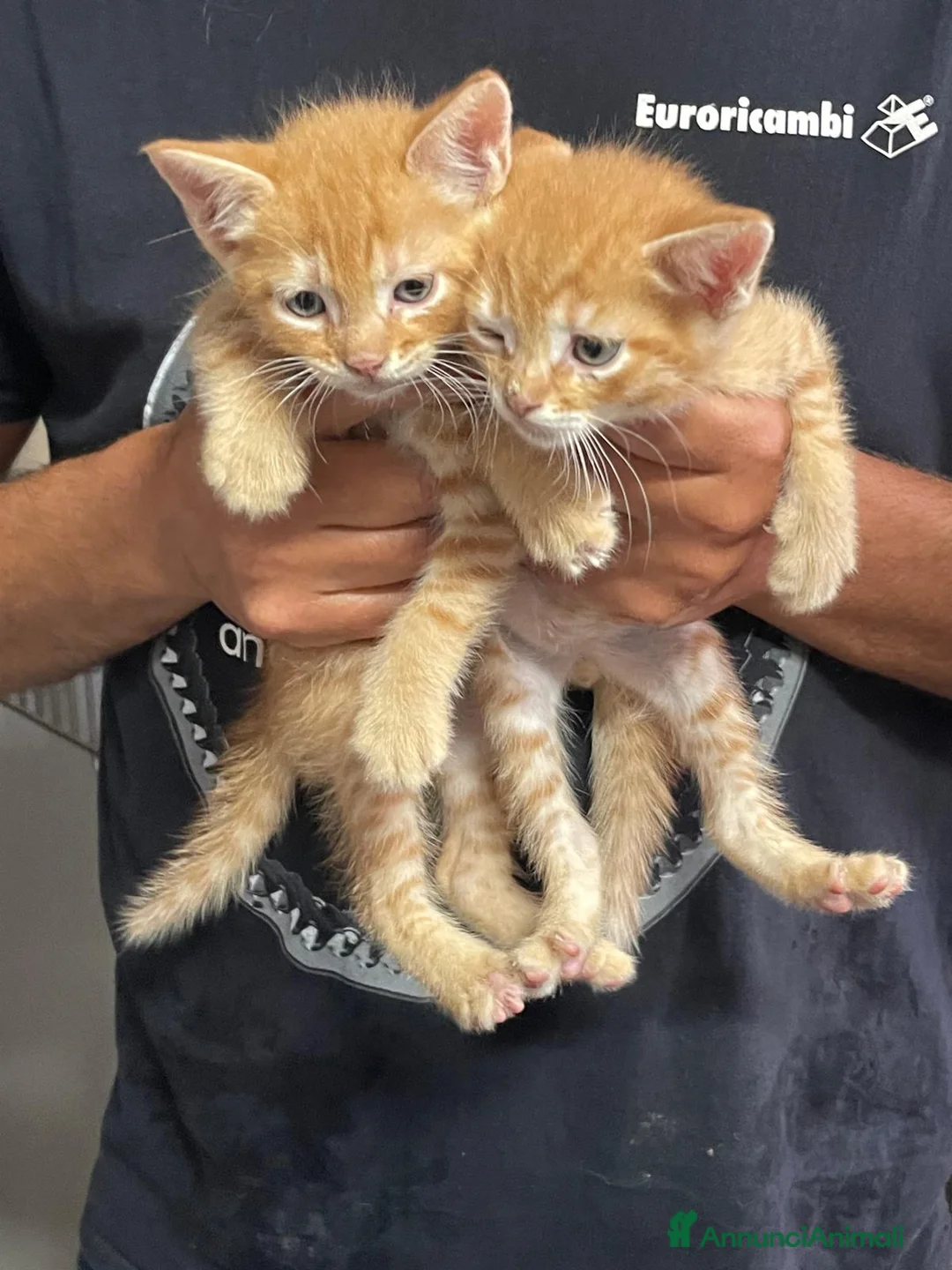 Europeo gatti in regalo: GATTINI ROSSI - Annuncio 1