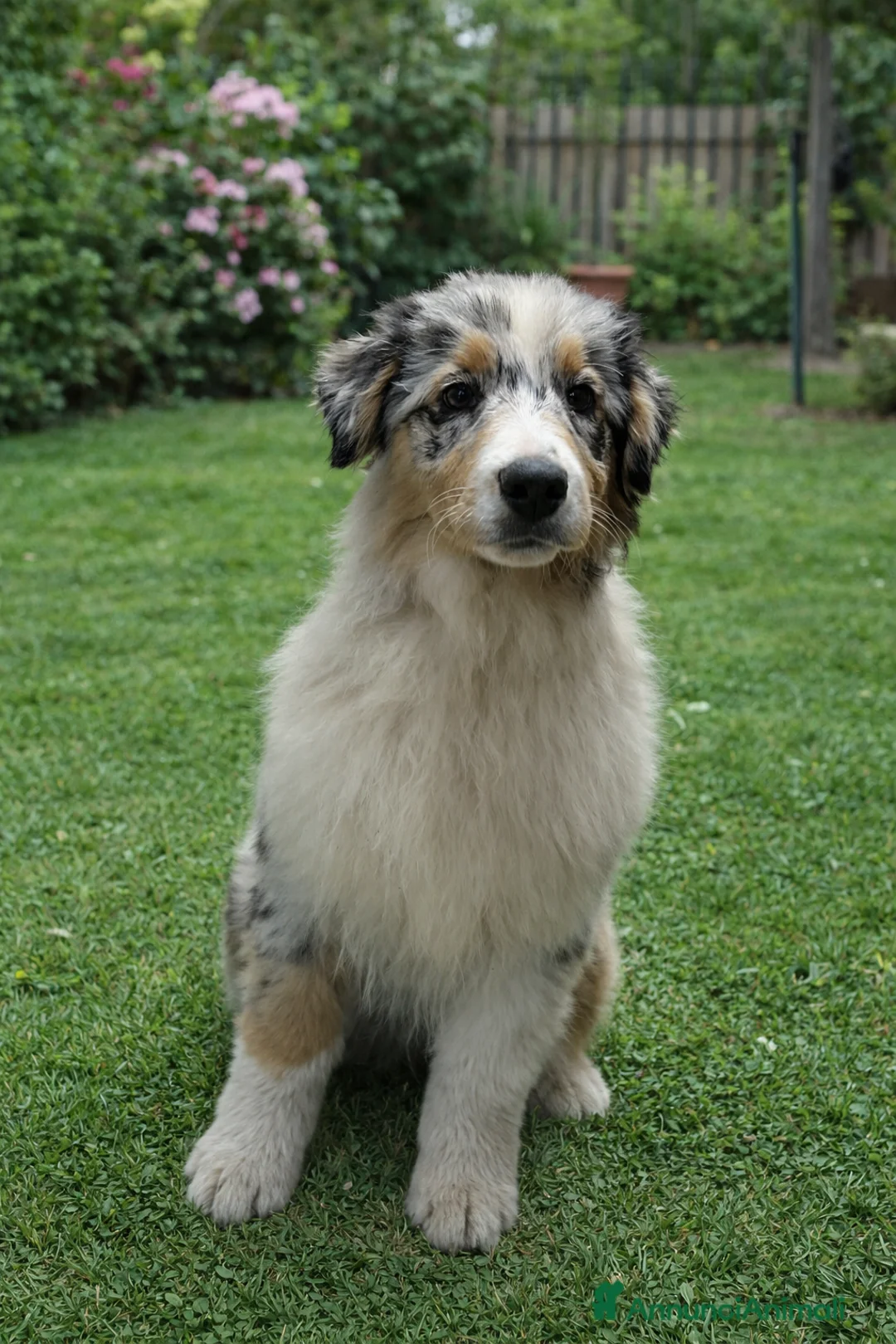 Australian Shepherd cani in vendita: Cucciola australian shepherd/pastore australiano  - Annuncio 3