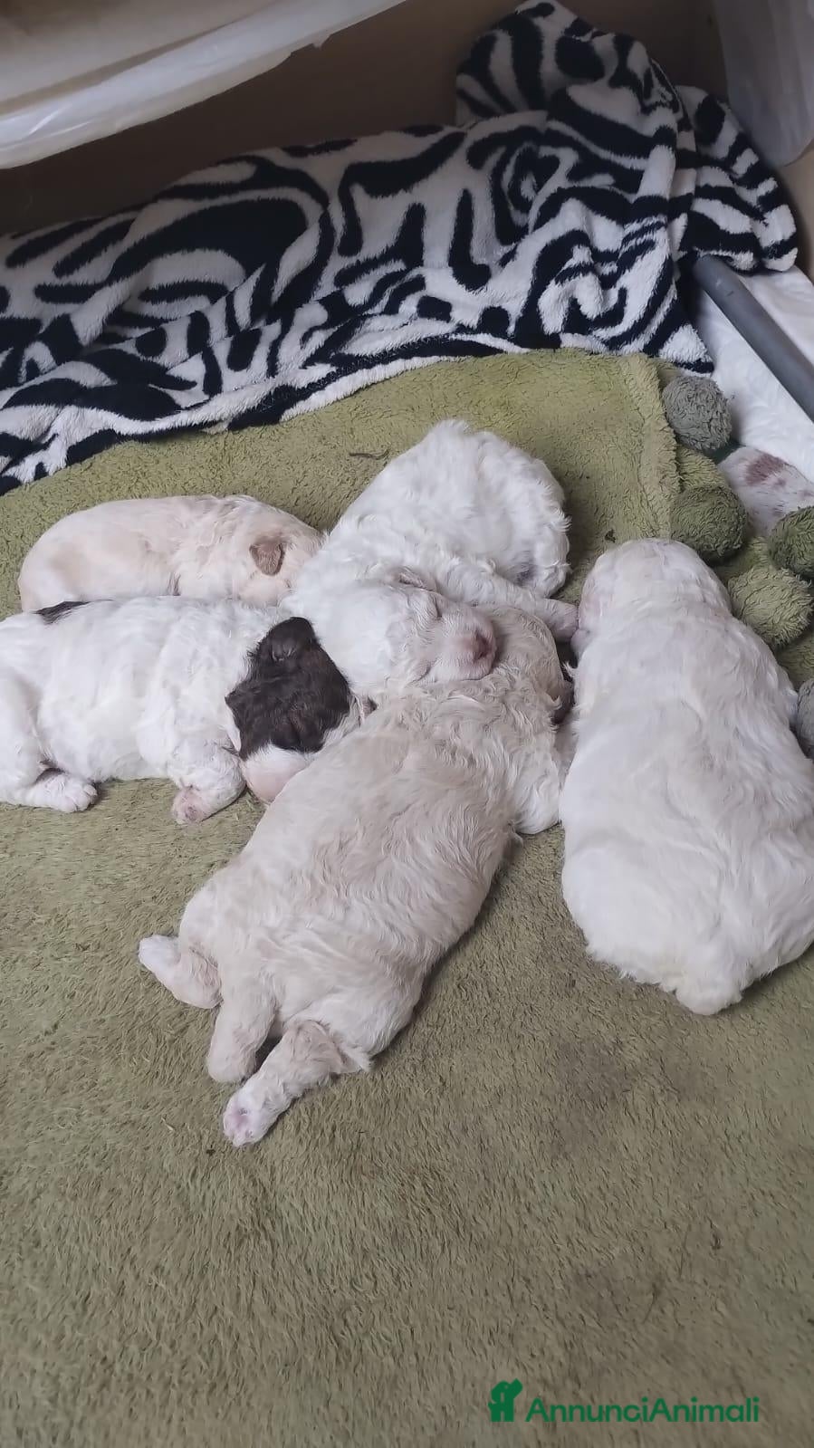 Lagotto cani in vendita: Luciano Scarchini - Annuncio 1