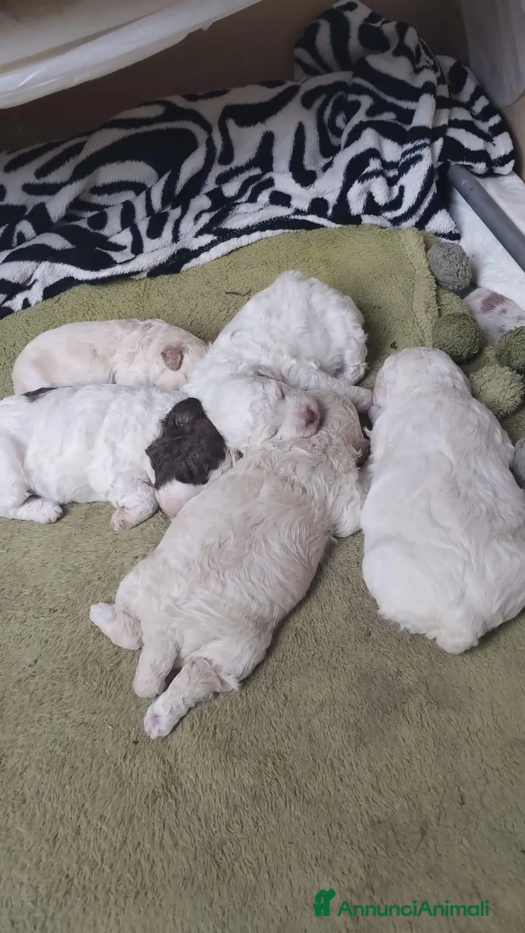 Lagotto cani in vendita: Luciano Scarchini a Provincia di Perugia - Annuncio 1