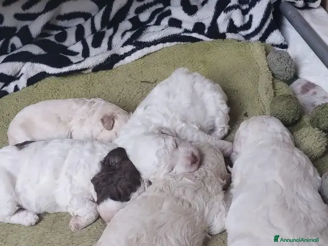Lagotto cani in vendita: Luciano Scarchini - Annuncio 1