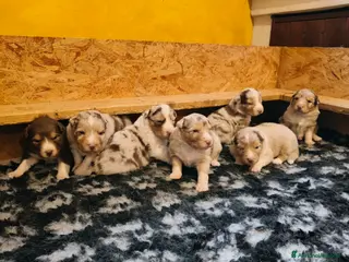 Australian Shepherd cani Cuccioli Pastore Australiano - Annuncio 1