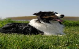 Border Collie cani per accoppiamento: Border Collie maschio per monta a Città metropolitana di Milano - Immagine 3