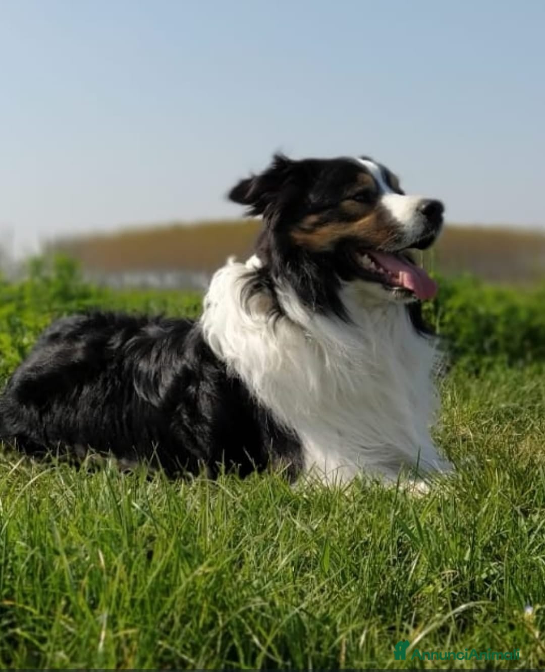 Border Collie cani per accoppiamento: Border Collie maschio per monta a Città metropolitana di Milano - Immagine 3