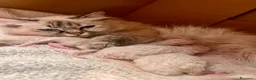 Sacro di Birmania gatti in vendita: Cuccioli di Sacro di Birmania - Annuncio 1