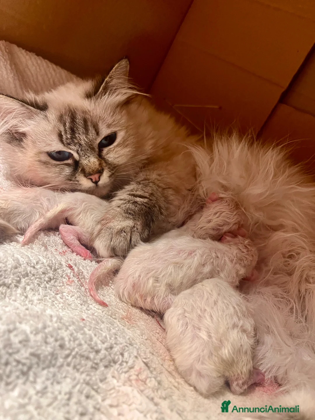 Sacro di Birmania gatti in vendita: Cuccioli di Sacro di Birmania - Annuncio 1