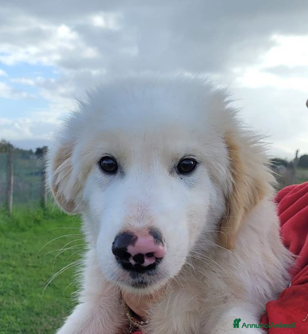 Pastore Maremmano cani in regalo: Cesare, cucciolo dal nasino maculato - Annuncio 2