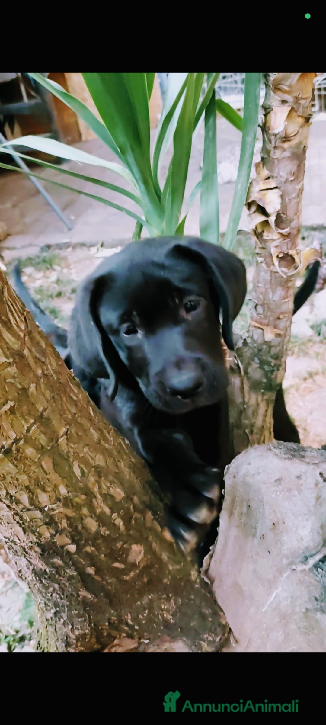 Labrador cani in vendita: Labrador  a Città metropolitana di Roma Capitale - Immagine 22