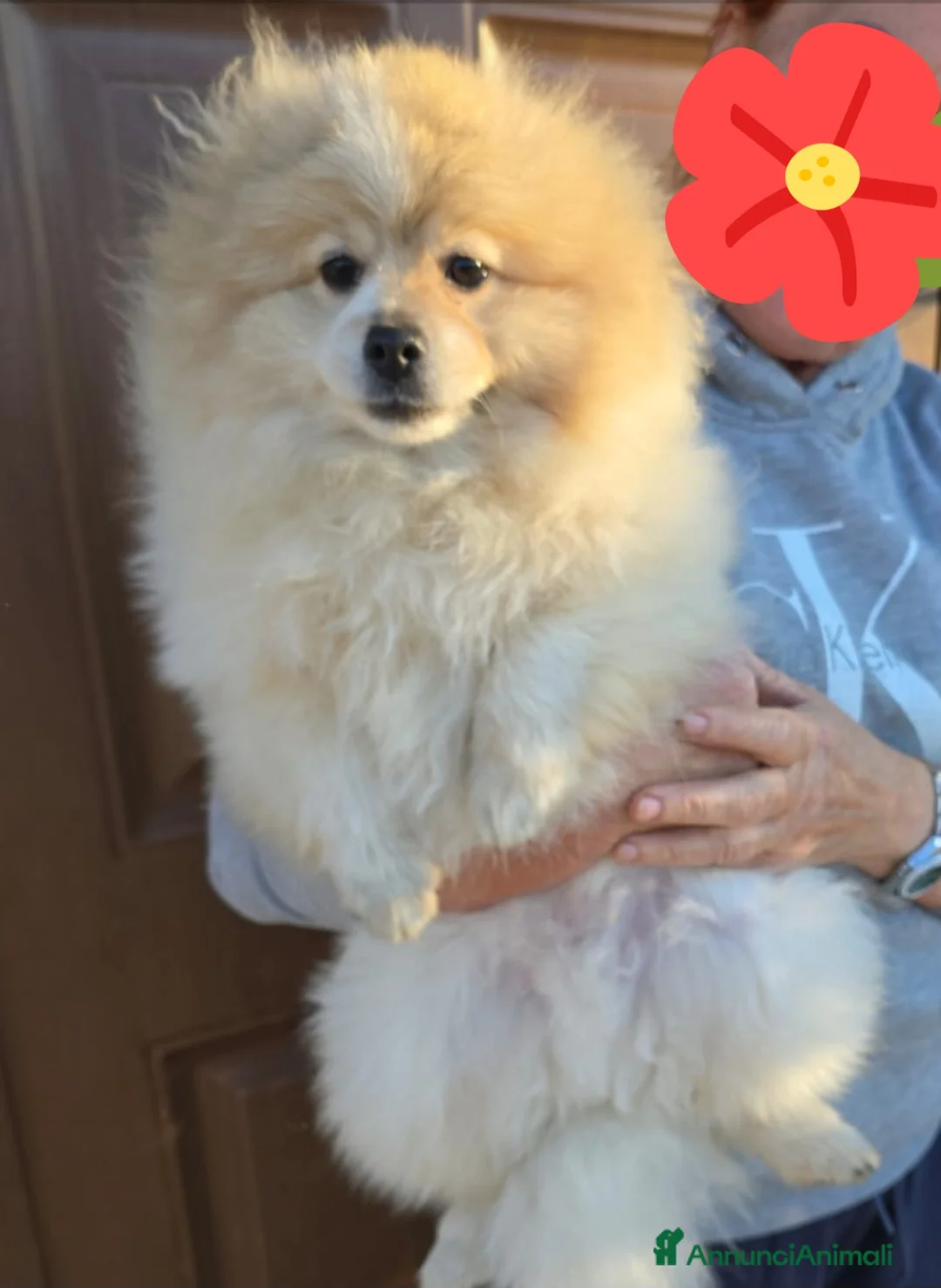 Volpino Pomerania cani in vendita: Volpino di pomerania maschio - Annuncio 3