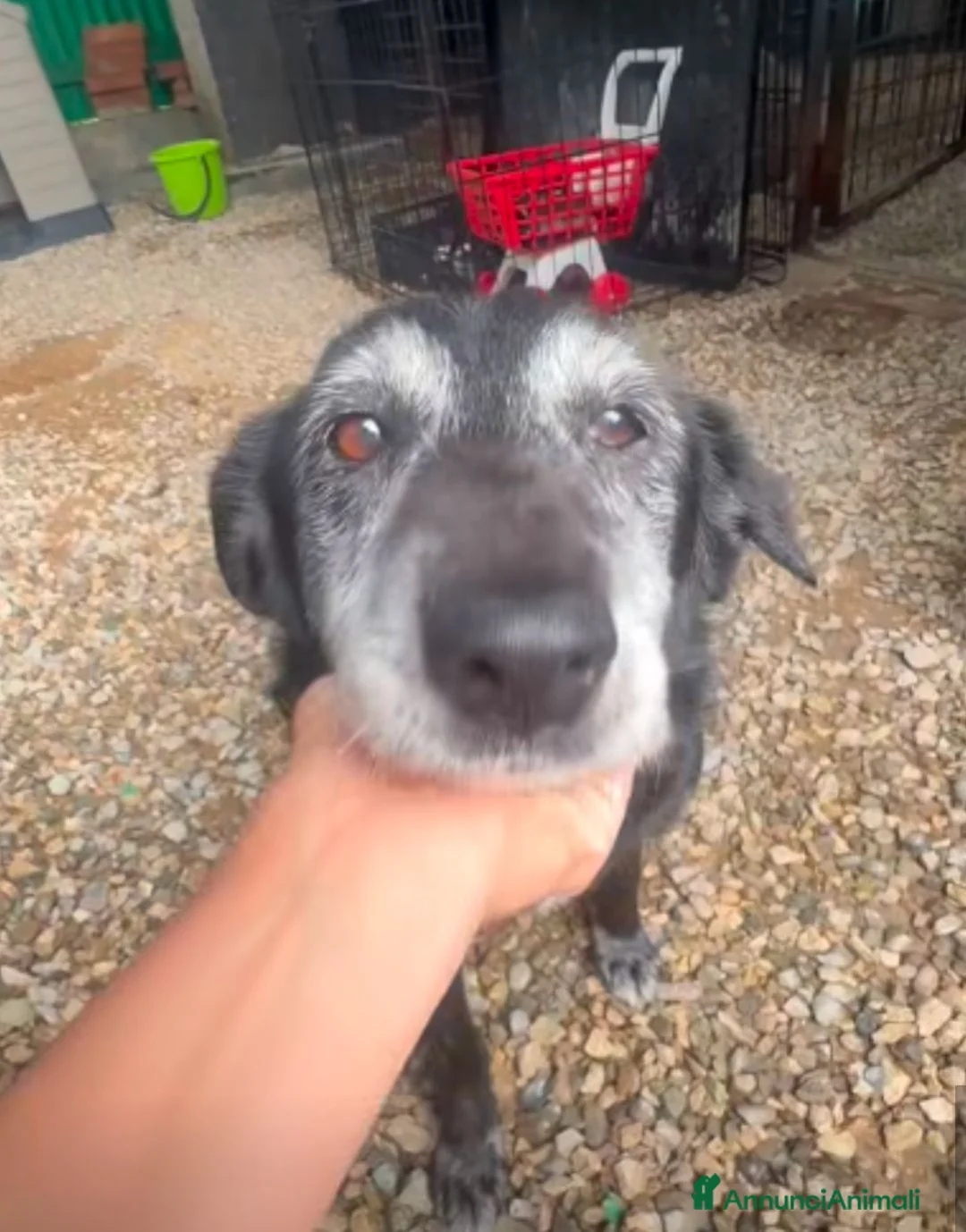 Meticcio cani in regalo: Susanna 10 anni - Annuncio 2