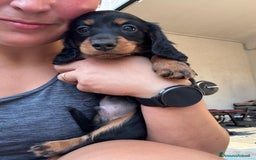 Bassotto cani in vendita: cuccioli di bassotto tedesco pelo lungo a Provincia di Modena - Immagine 1
