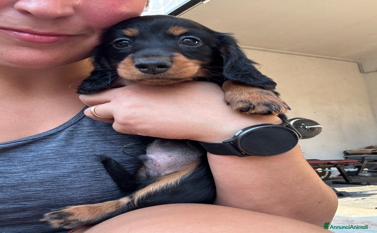 Bassotto cani a Provincia di Modena - Annuncio 2