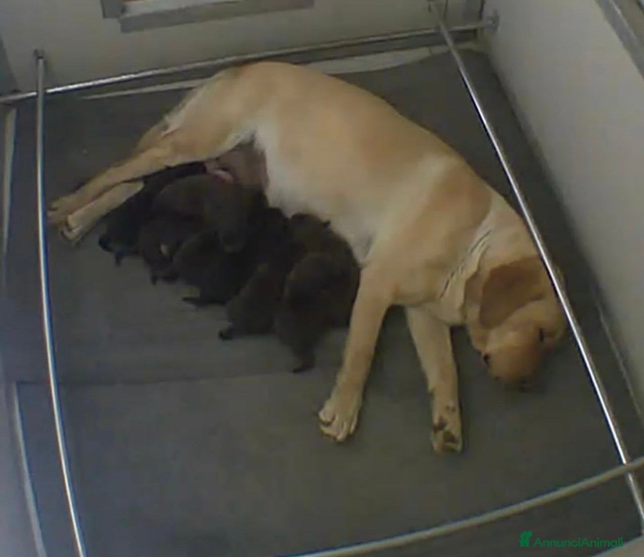 Labrador cani Cuccioli Labrador  - Annuncio 1