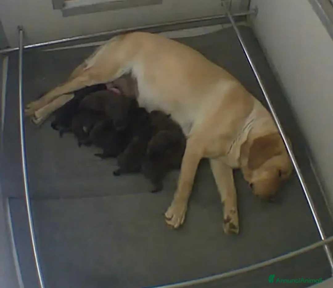 Labrador cani in vendita: Cuccioli Labrador  - Annuncio 1