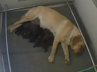 Labrador cani Cuccioli Labrador - Annuncio 1