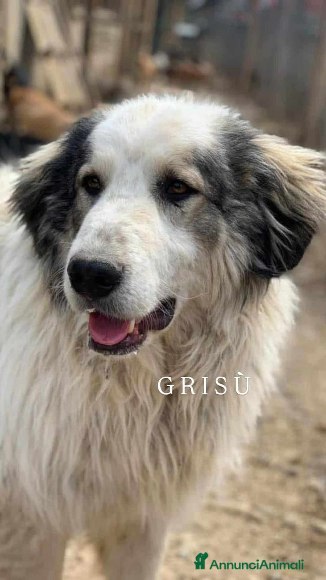 Meticcio cani in regalo: GRISU', dolce gigante cerca famiglia! - Annuncio 1