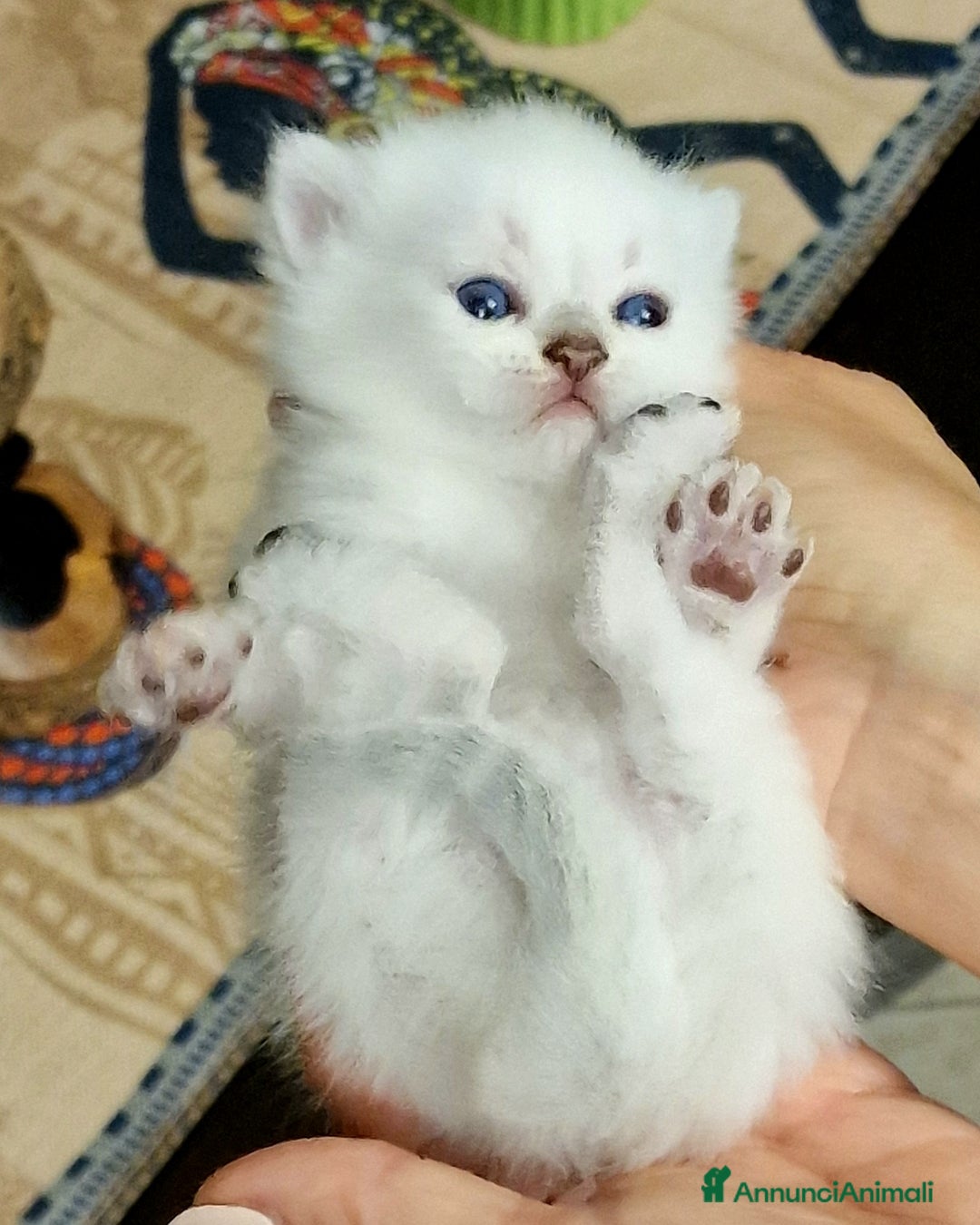 British gatti in vendita: British shorthair e longhair  - Annuncio 2