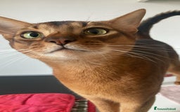 Abissino gatti per accoppiamento: Gatto Abissino Lucio cerca moglie  - Immagine 2