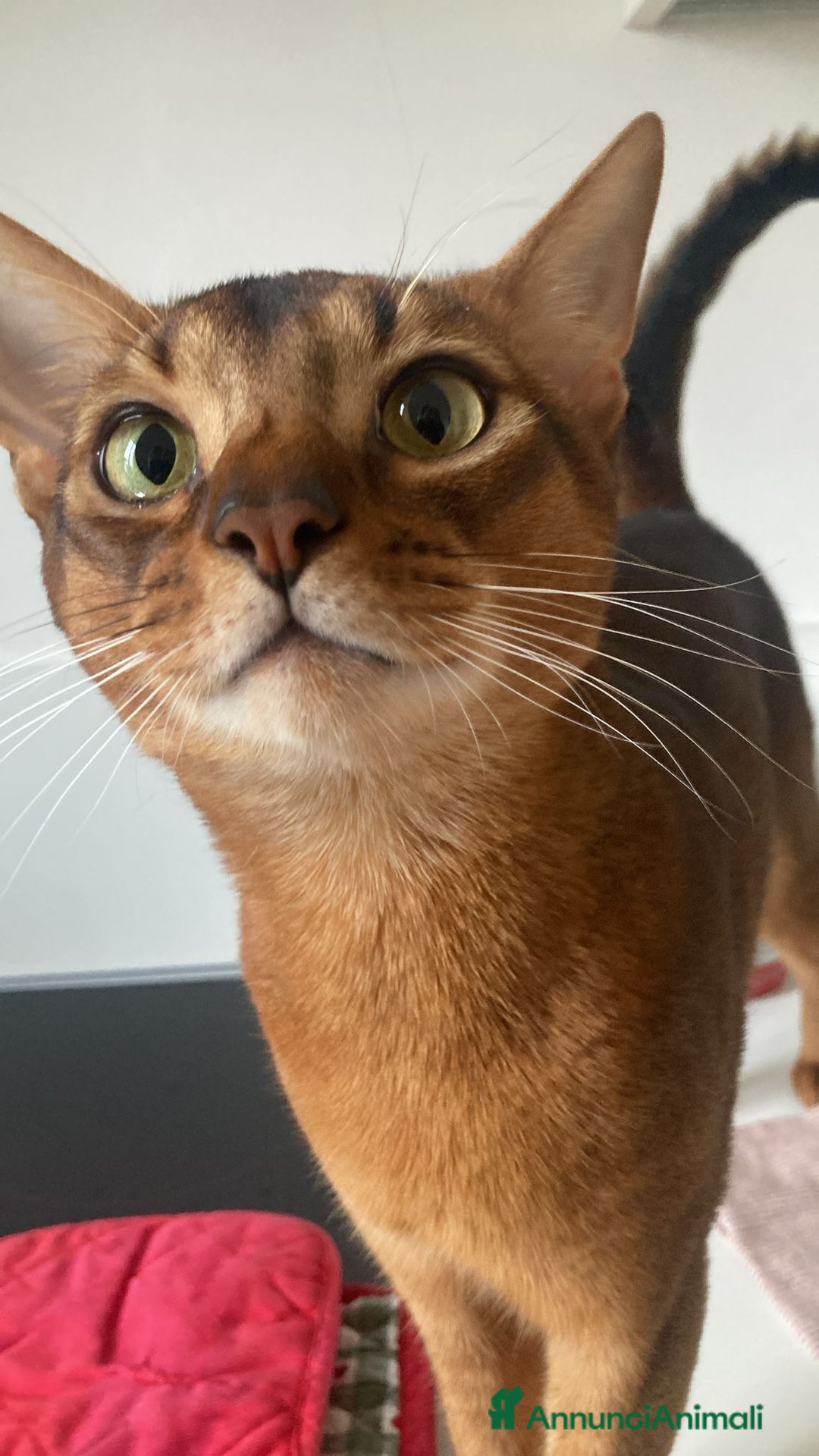 Abissino gatti per accoppiamento: Gatto Abissino Lucio cerca moglie  - Immagine 2