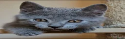 Certosino gatti in vendita: cuccioli di razza certosino da allevamento  - Annuncio 4