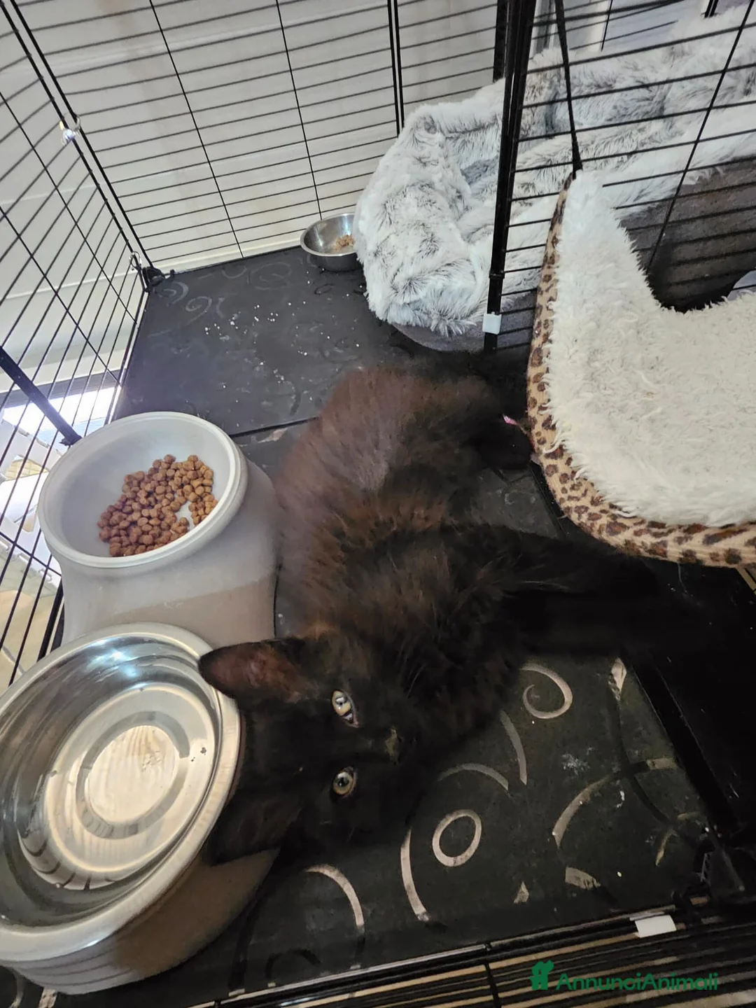 Altre razze gatti in regalo: MARTE CERCA CASA 🏡 - Annuncio 4