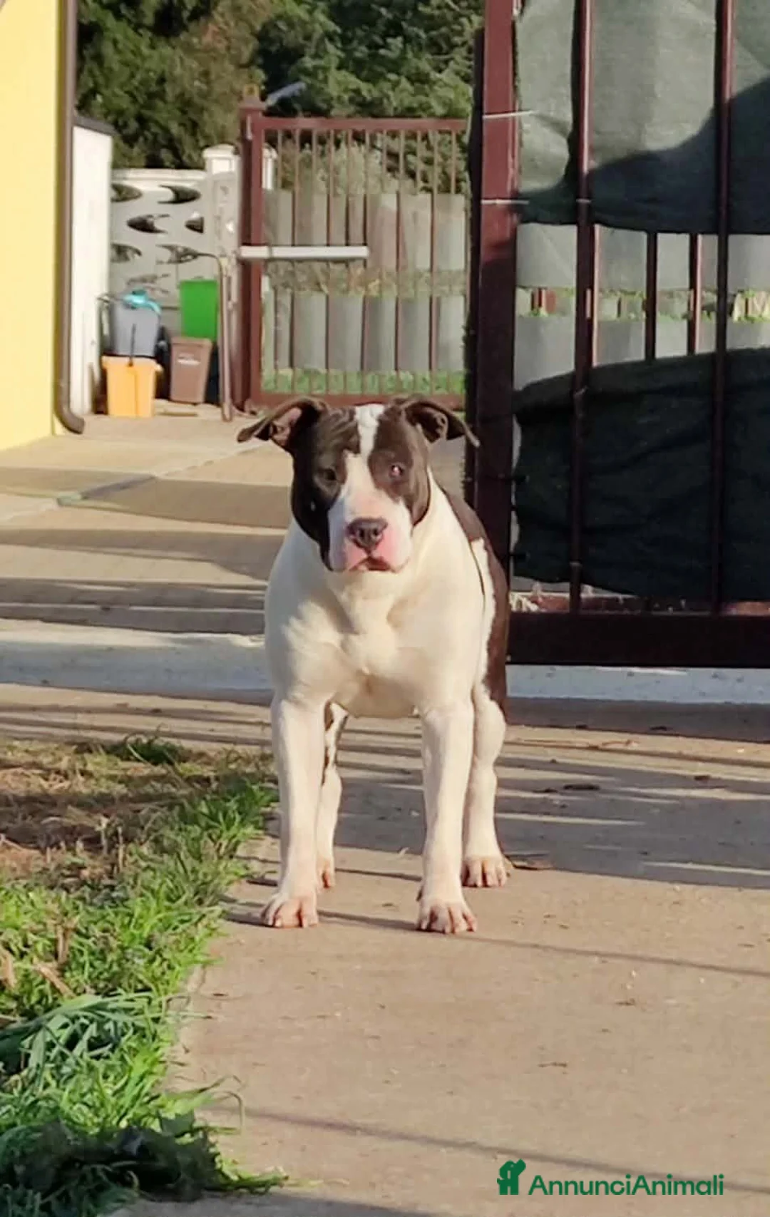 American Staffordshire cani in vendita: Amstaff cuccioli  - Annuncio 1