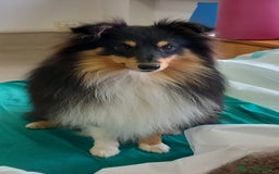 Shetland Sheepdog cani in vendita: Cuccioli Shetland sheepdog a Provincia di Alessandria - Immagine 12