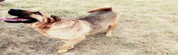 Shar Pei cani in regalo: Sharpone - Annuncio 5