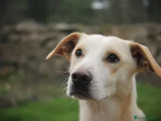 Meticcio cani SPIKE - 1 anno – Taglia media - Annuncio 3