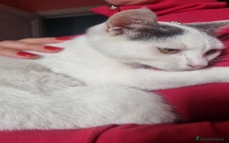 Europeo gatti in regalo: Macchia cerca casa 🏡  - Immagine 5