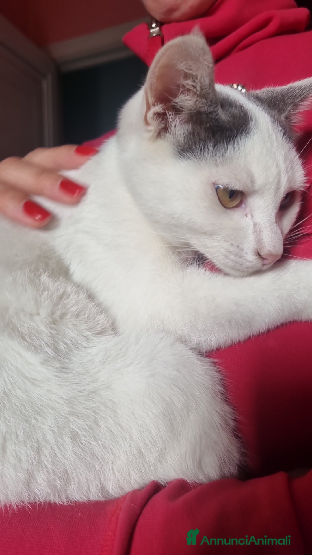 Europeo gatti in regalo: Macchia cerca casa 🏡  - Immagine 5