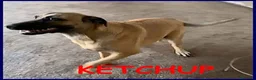 Meticcio cani in regalo: KETCHUP un simpaticone! - Annuncio 1