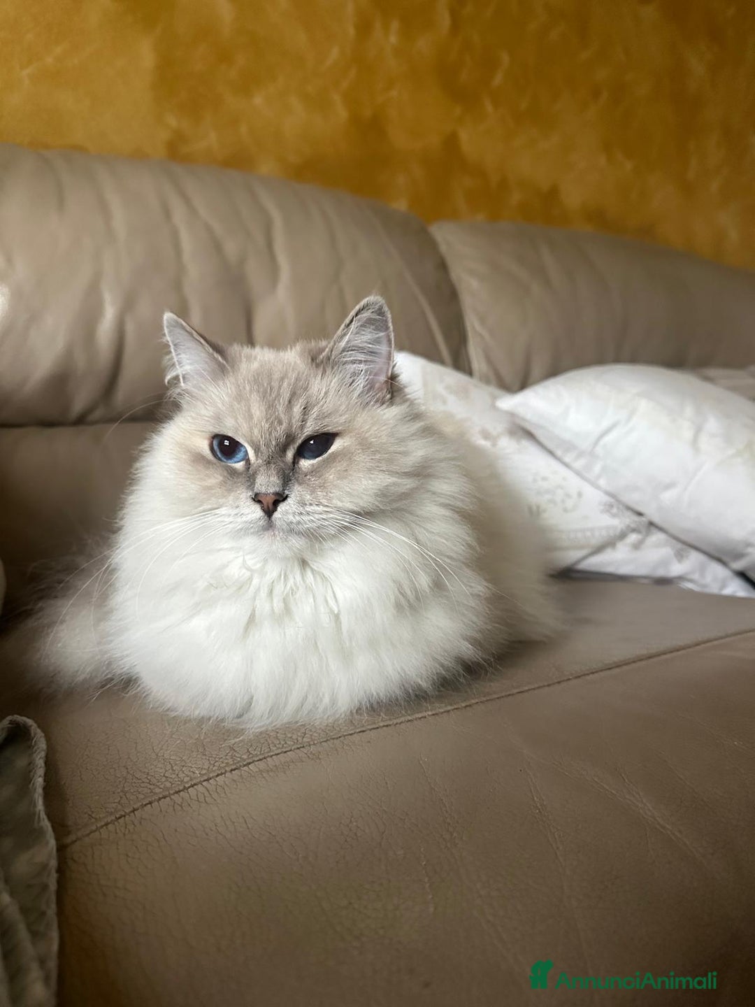 Siberiano gatti in vendita: Cuccioli siberiani neva  - Annuncio 3