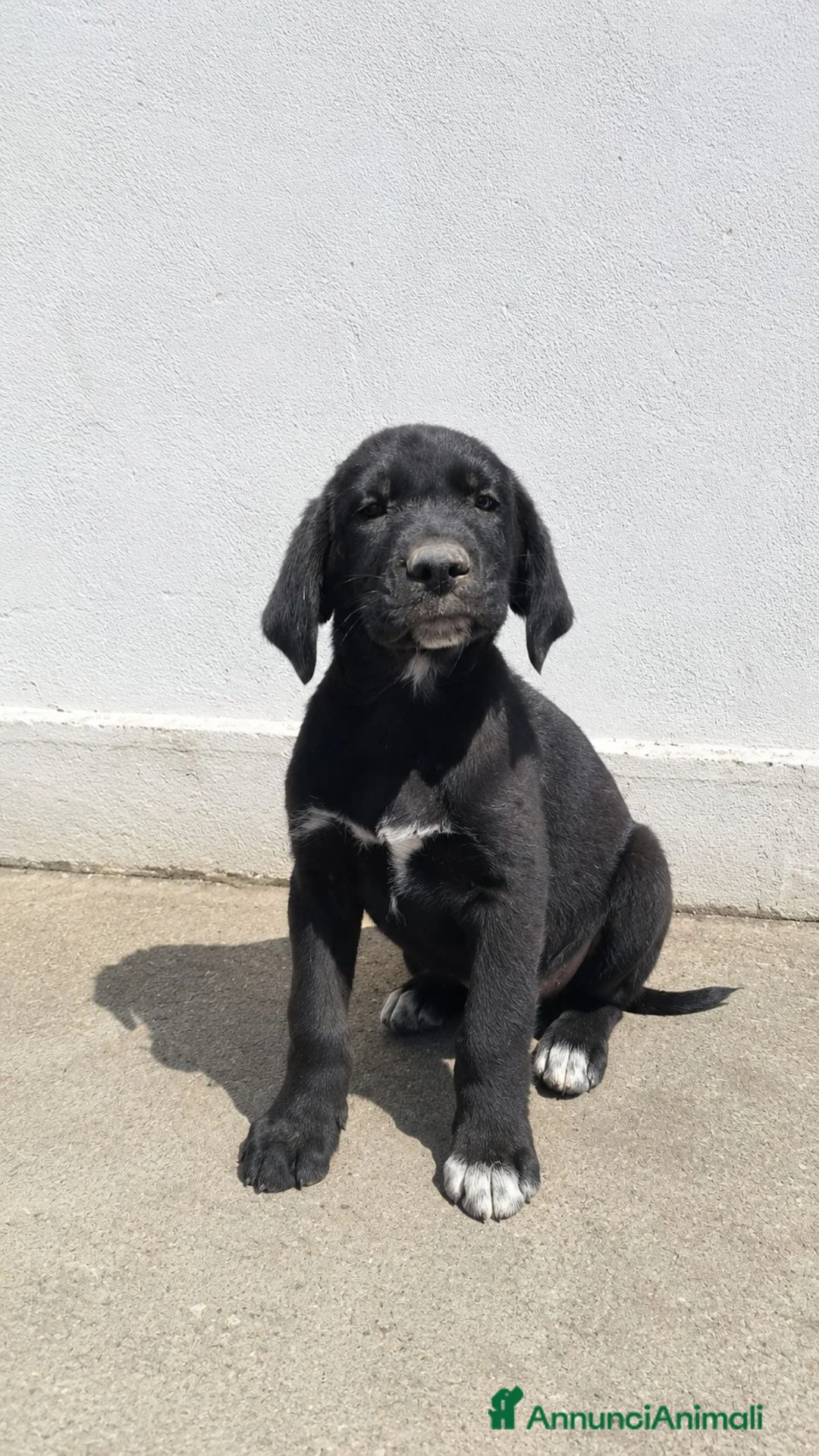 Meticcio cani in regalo: Isotta Daemon Isabel Cecilia Brio - Annuncio 5
