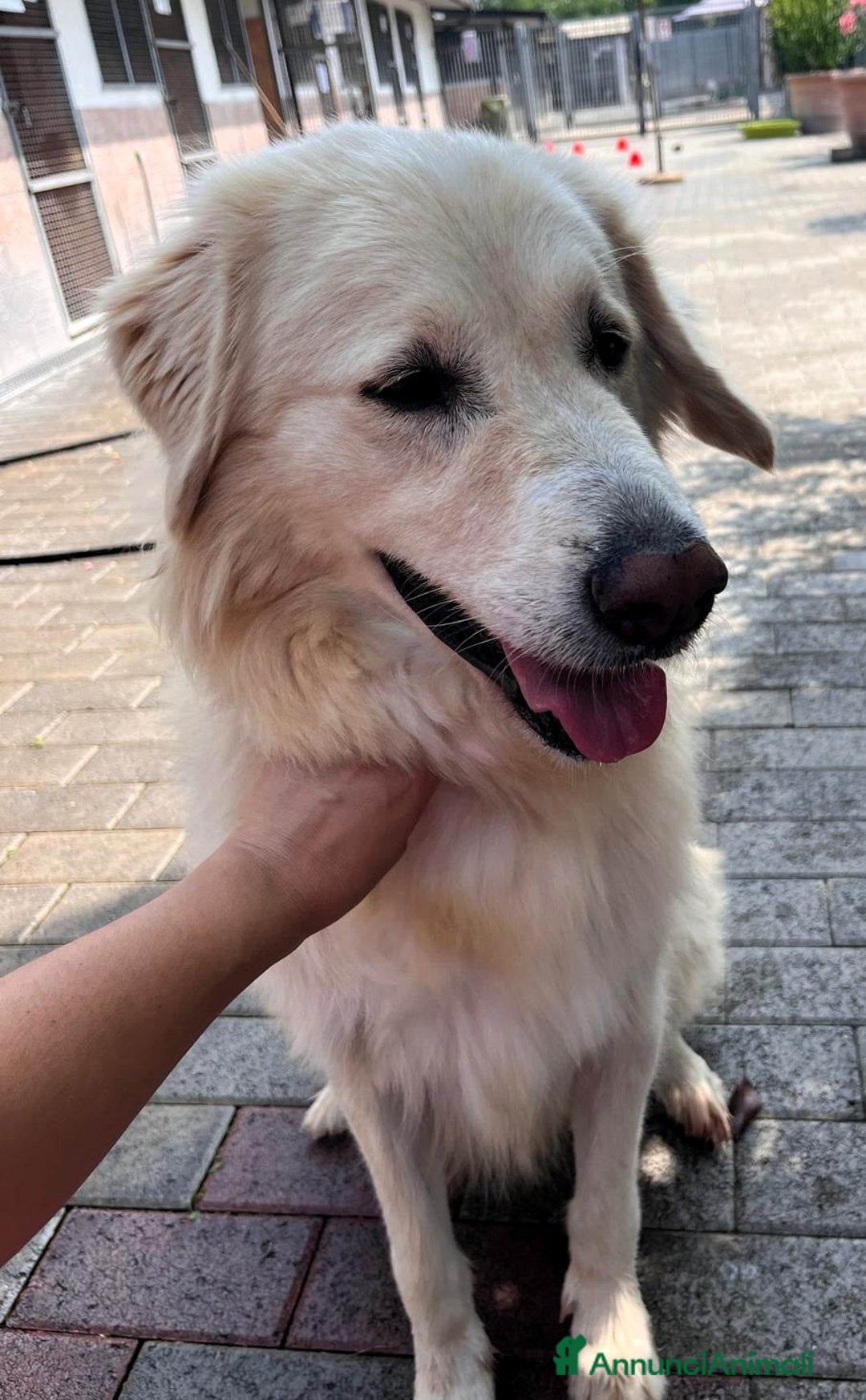 Meticcio cani in regalo: SALOMONE BELLISSIMO MAREMMANO - Annuncio 2