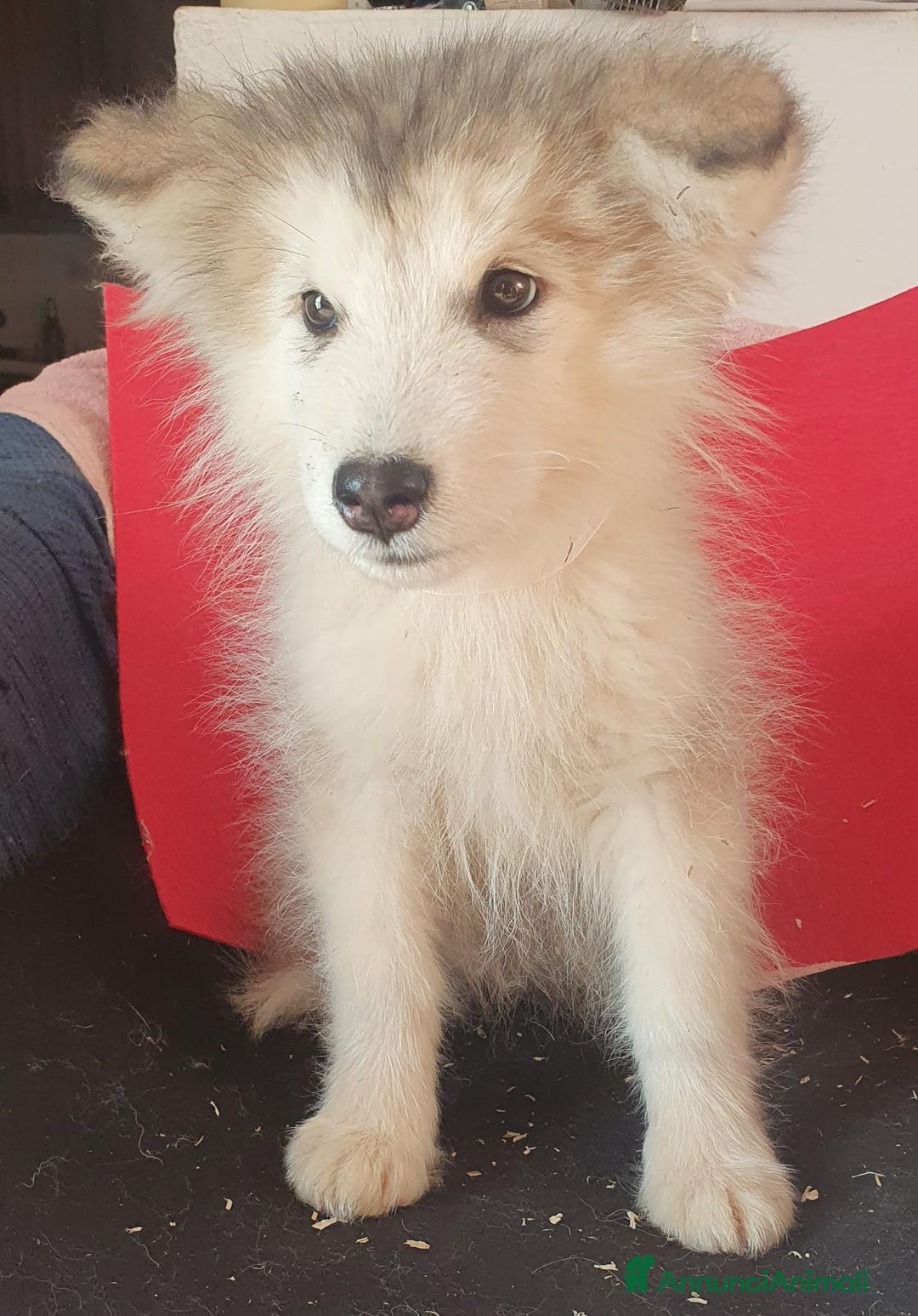 Alaskan Malamute cani in vendita: Alaskan Malamute cucciole - Annuncio 4