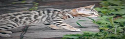 Bengala gatti in vendita: Cuccioli di gatto Bengala 3 mesi - Annuncio 3